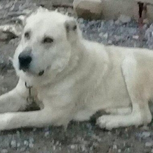 Yerli coban itinen alabayin qarisigidir erkeydir 3yasi var hem heyet u