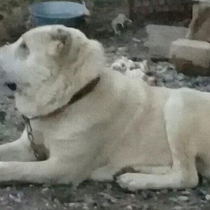 Yerli coban itinen alabayin qarisigidir erkeydir 3yasi var hem heyet u