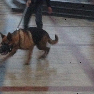 Nemesisqi afcarkadi iki yawi var bezi kamandalari bilir yeni sahibine