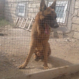 Nemesisqi afcarkadi iki yawi var bezi kamandalari bilir yeni sahibine