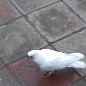 16  tuk cavan erkekdi  tuleye dusub hundur ataq vidi erkekdi