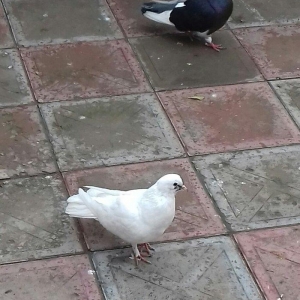 16  tuk cavan erkekdi  tuleye dusub hundur ataq vidi erkekdi