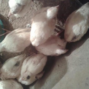 20gunluk texas sortu (ag etlik ) bildircinler satiwda temiz cins heyva