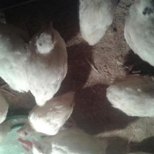 20gunluk texas sortu (ag etlik ) bildircinler satiwda temiz cins heyva