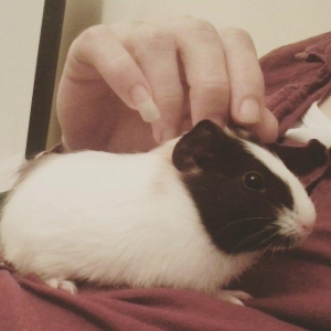 Deniz Donuzu, ele oyrenceli dişlemir, tam sağlam, su qabı ile