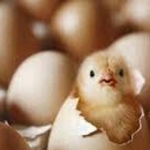 brama dark qold yumurtalar 1eded 3azn mayali temiz