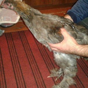 fere xoruz dord ayliq bramalar cutunun qiymeti 80 