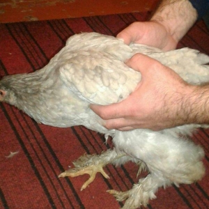 fere xoruz dord ayliq bramalar cutunun qiymeti 80 manat