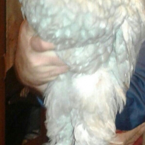 fere xoruz dord ayliq bramalar cutunun qiymeti 80 manat