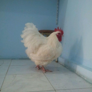 Orpikton xoruz 10 ayligdi butun vaksinleri olunub 