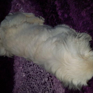 6 ayliq disi pekines . oynamagi, gezmeyi  xoslayir. Yalniz evde saxlan