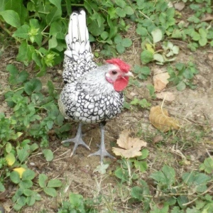 sibirayr xoruz gümüşü ariginal heyvandi başi çixan bilir 5 ayliqdi ban