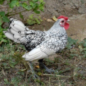 sibirayr xoruz gümüşü ariginal heyvandi başi çixan bilir 5 ayliqdi ban