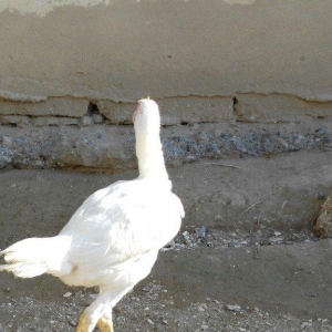 temiz türk beçeler 4 ayliqdilar super beçelerdi 30 man düm ağdilar