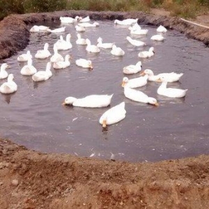 Kuban ordeklerin yumurtalari satilir, yumurtanin bir ededin qiymeti 80