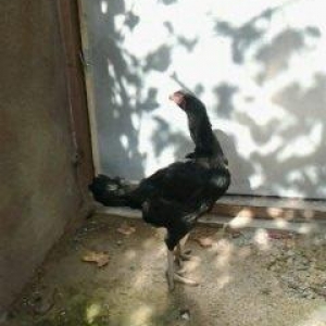 Super heyrati fere satilir. 1 yasi var. Doyuskendir. Real aliciya