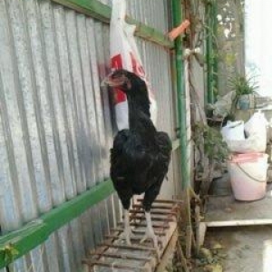 Super heyrati fere satilir. 1 yasi var. Doyuskendir. Real aliciya