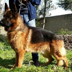 satlir elevae mellumat ucun whatsap ve ya telde elaqe saglaya bilersiz