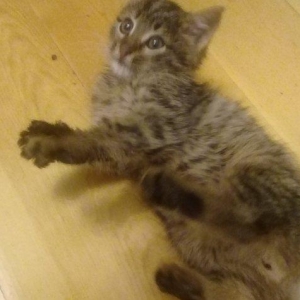 Котенок мальчик в Добрые руки, очень ласковый, добрый котенок, в