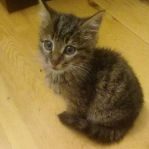 Котенок мальчик в Добрые руки, очень ласковый, добрый котенок, в