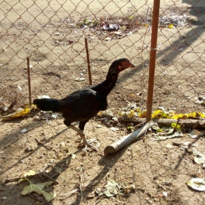 Salam Tam Sağlamdı 1 ili tamam olub Feredi 50 AZN watsaap