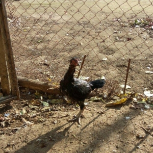 Salam Tam Sağlamdı 1 ili tamam olub Feredi 50 AZN watsaap