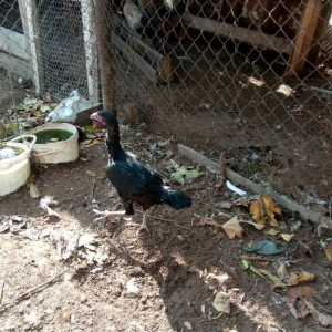 Salam Tam Sağlamdı 1 ili tamam olub Feredi 50 AZN watsaap