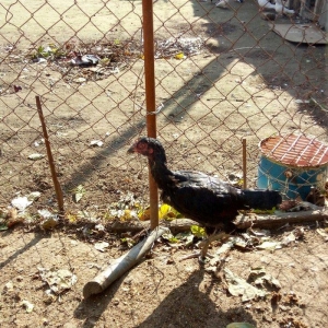 Salam Tam Sağlamdı 1 ili tamam olub Feredi 50 AZN watsaap