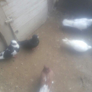 bu 5 qus satilir. tam saqlamdı.optovoy 17 manat.tek tek 4 manatdan ist