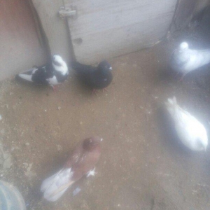 bu 5 qus satilir. tam saqlamdı.optovoy 17 manat.tek tek 4 manatdan ist