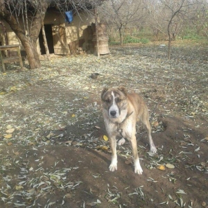 15 ayliq coban iti iki dene nemec avcarka kűcüklernen deyiwirem..satm