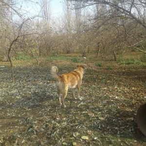 15 ayliq coban iti iki dene nemec avcarka kűcüklernen deyiwirem..satm