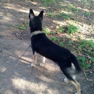 satilir bezi dilleride basa dusur ozum isde oldugu