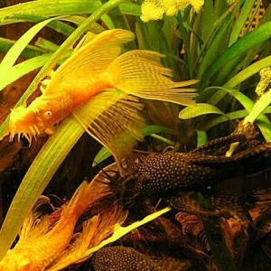 Antisitruslarin balalari satisda. Sari rengde. 1-s