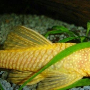 Antisitruslarin balalari satisda. Sari rengde. 1-sm1. 5-sm2-sm. Watc