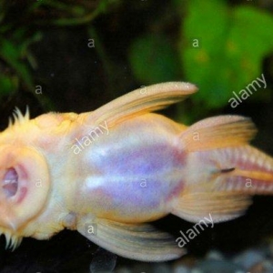 Antisitruslarin balalari satisda. Sari rengde. 1-sm1. 5-sm2-sm. Watc