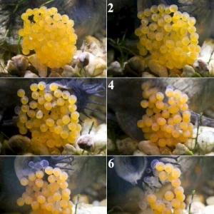 Antisitruslarin balalari satisda. Sari rengde. 1-sm1. 5-sm2-sm. Watc
