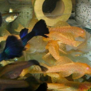 Antisitruslarin balalari satisda. Sari rengde. 1-sm1. 5-sm2-sm. Watc