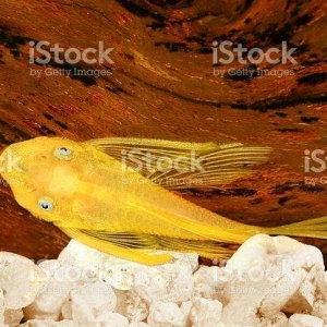 Antisitruslarin balalari satisda. Sari rengde. 1-sm1. 5-sm2-sm. Watc