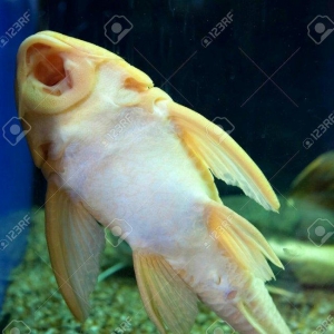 Antisitruslarin balalari satisda. Sari rengde. 1-sm1. 5-sm2-sm. Watc