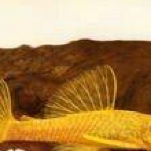 Antisitruslarin balalari satisda. Sari rengde. 1-sm1. 5-sm2-sm. Watc