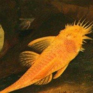 Antisitruslarin balalari satisda. Sari rengde. 1-sm1. 5-sm2-sm. Watc