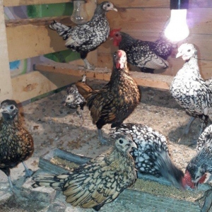 temiz saqlam sibraytlar bew iriside var xirdasida heresinin oz qiymeti