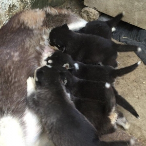 Salam temiz xaski balaları satılır erkek dişi var 1 aylıq balalardı 4