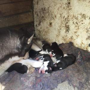 Salam temiz xaski balaları satılır erkek dişi var 1 aylıq balalardı 4