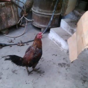 Heyratı xoruzu satiram.
1 il 6 ayliqdi.
Giymetde razilasmaq olar.