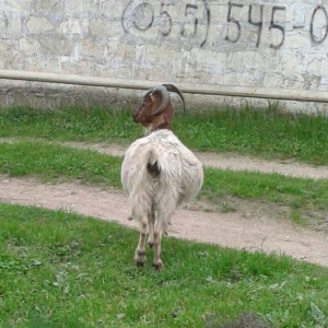Sekildeki bogaz keci satilir. Dekabrda dogacey uzun gilelidi yelini. 1