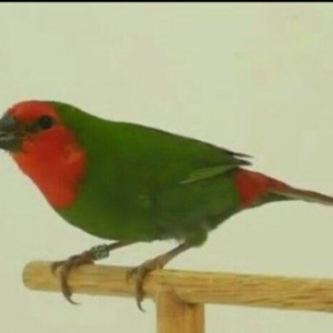 Red face parrot finch cutu 320 manat. Asagi yeri y