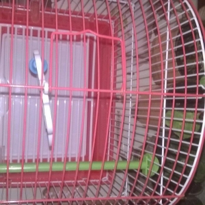 Quş ücün   + su qabı və yem qabı
15 man   əla vəziyyətdə     yeni