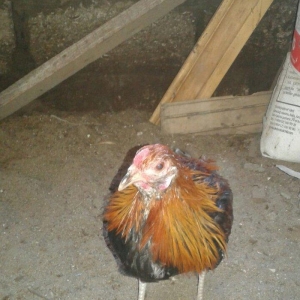 5 ayliq qizili feniks becesi temiz cinsdi saqlam ve aktivdi tekdi deye